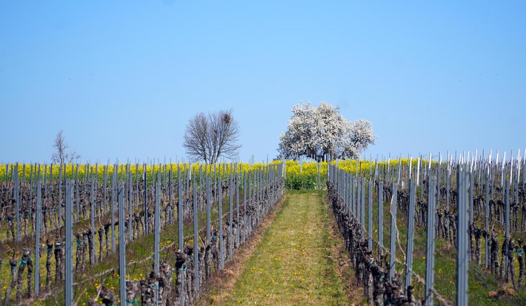 Mas Can Calet Aparthotel Les Franqueses del Vallès Esterno foto